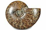 Polished Ammonite (Cleoniceras) Fossil - Madagascar #283314-1